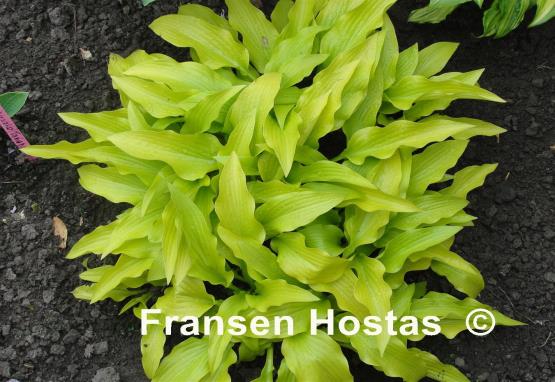 Hosta Hadspen Samphire